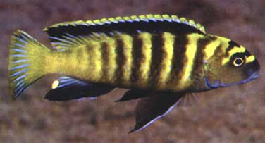 Chindongo flavus, male