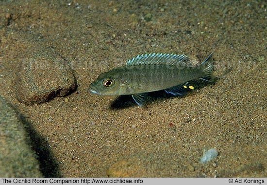 Самець Geniochromis mento 'Chilumba'