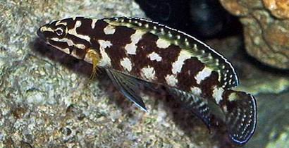 Самець Julidochromis marlieri 'Burundi'