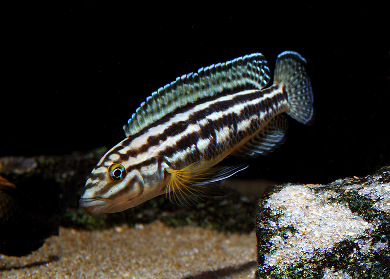 Самець Julidochromis regani 'Kagongo'