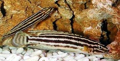 Самець Julidochromis regani 'Chimba'