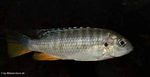 Tropheops sp. red fin -female