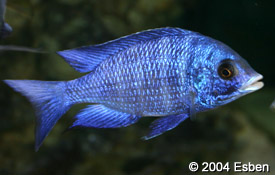 Самиця Placidochromis phenochilus