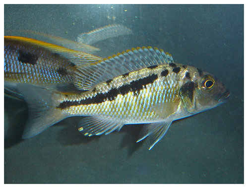 Самиця Buccochromis heterotaenia
