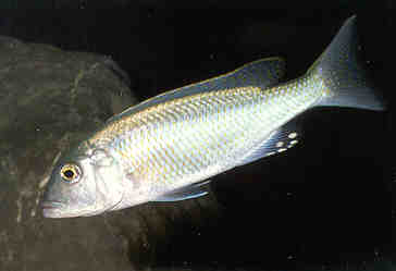 Самиця Buccochromis lepturus
