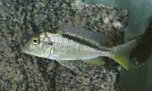 Самиця Buccochromis nototaenia