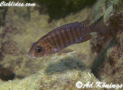 Aulonocara stuartgranti (Nkhungu Reef), female