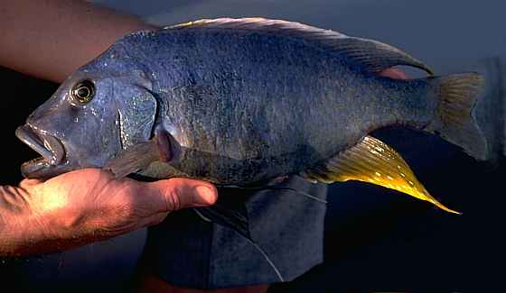 Самец Buccochromis atritaeniatus
