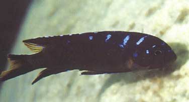 Chindongo sp. 'elongatus spot', male