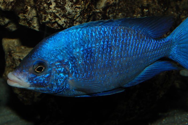 Самець Placidochromis phenochilus