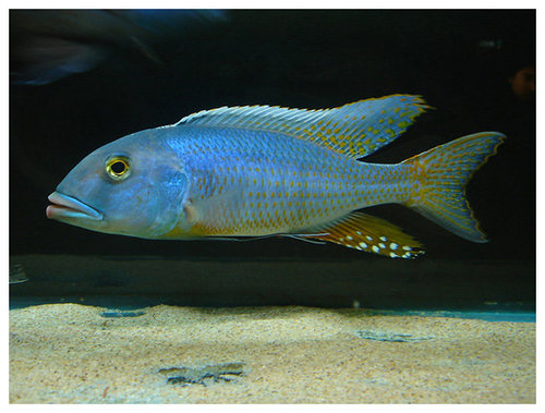 Самець Buccochromis lepturus