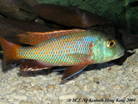 Самець Buccochromis nototaenia