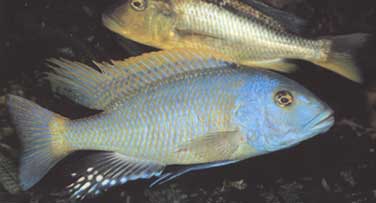 Самець Buccochromis rhoadesii