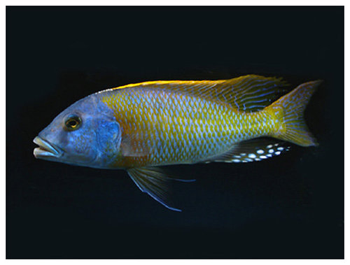 Самець Buccochromis rhoadesii 'yellow'