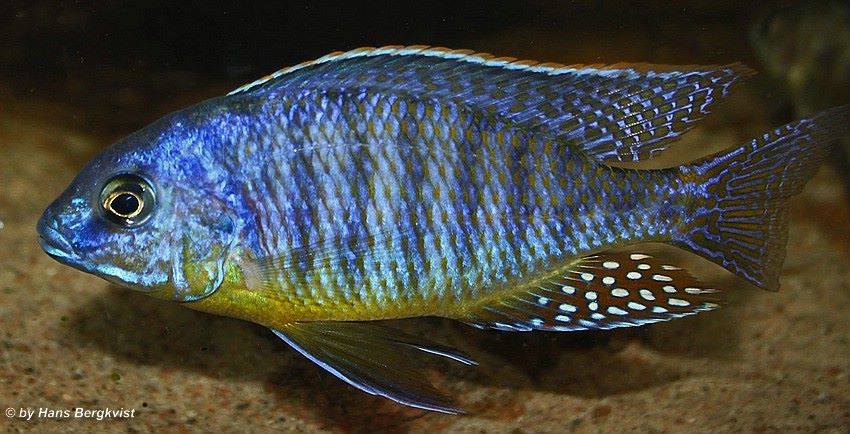 Protomelas fenestratus Pombo rocks