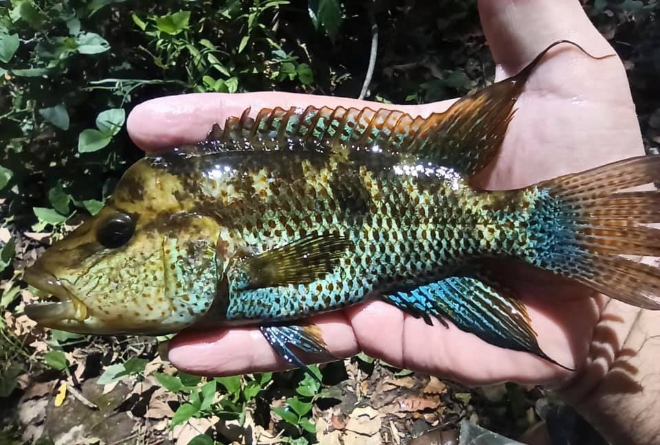 Chiapaheros grammodes, male. Nandabure, Chiapas