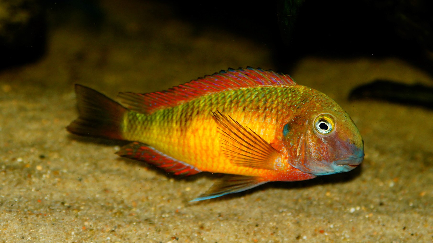 Tropheus moorii (Kantalamba) Red Rainbow