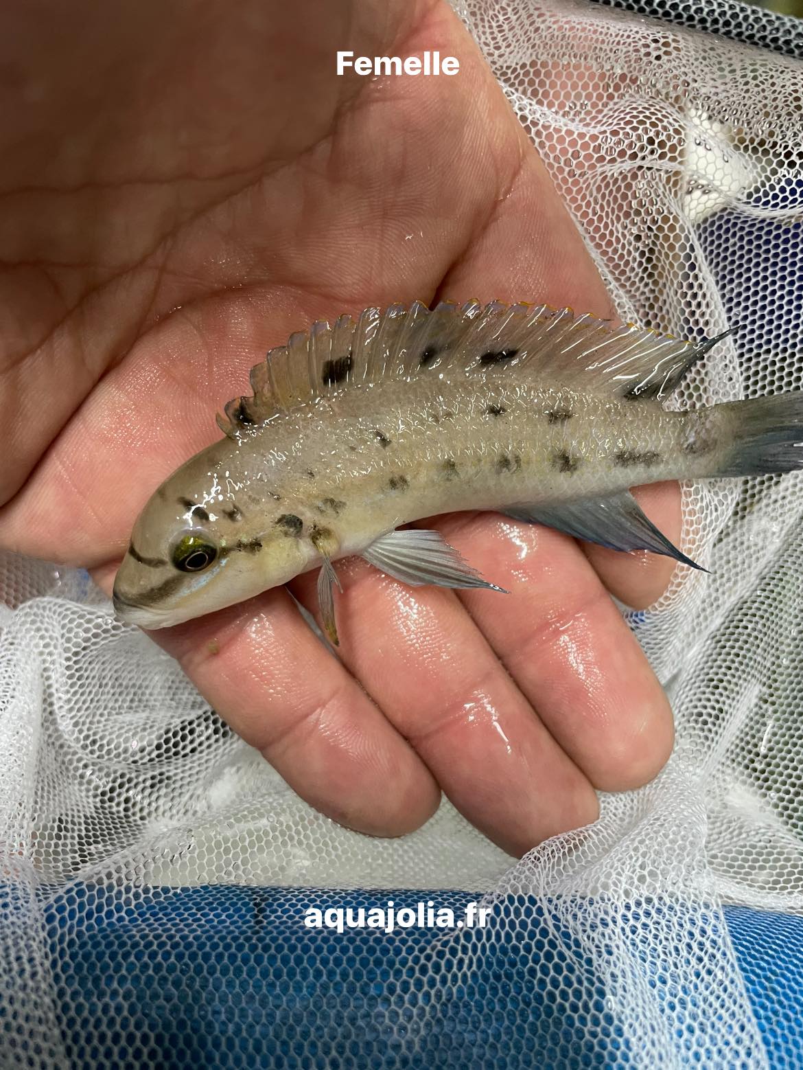 Chalinochromis ndobhoi (Karilani), wild, female