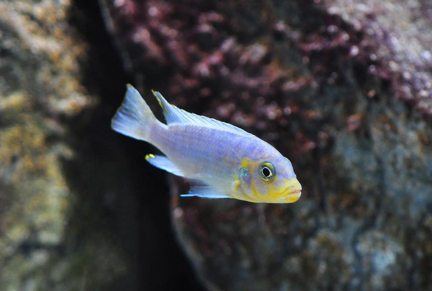 Maylandia chrysomallos 'Nametumbwe' Male