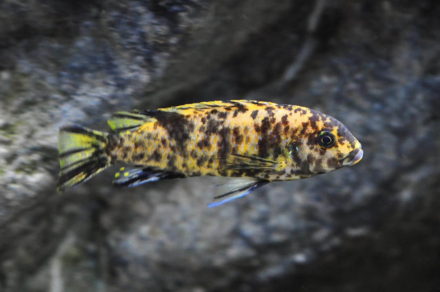 Maylandia sp. 'zebra gold' Nkhata Bay, female