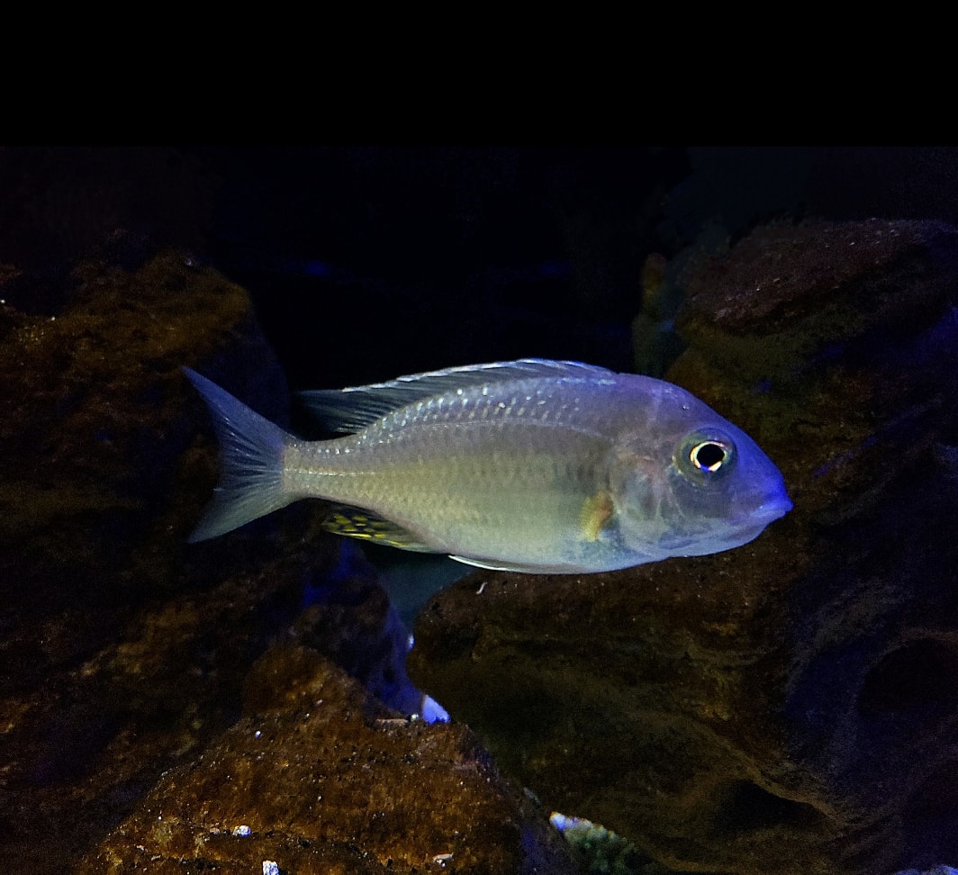 самиця Lethrinops sp. "Yellow Collar" (Harbor island)