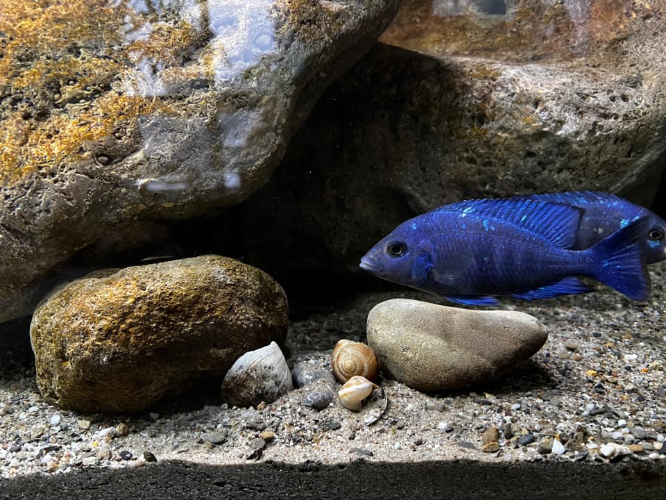 Placidochromis sp. phenochilus (Tanzania)