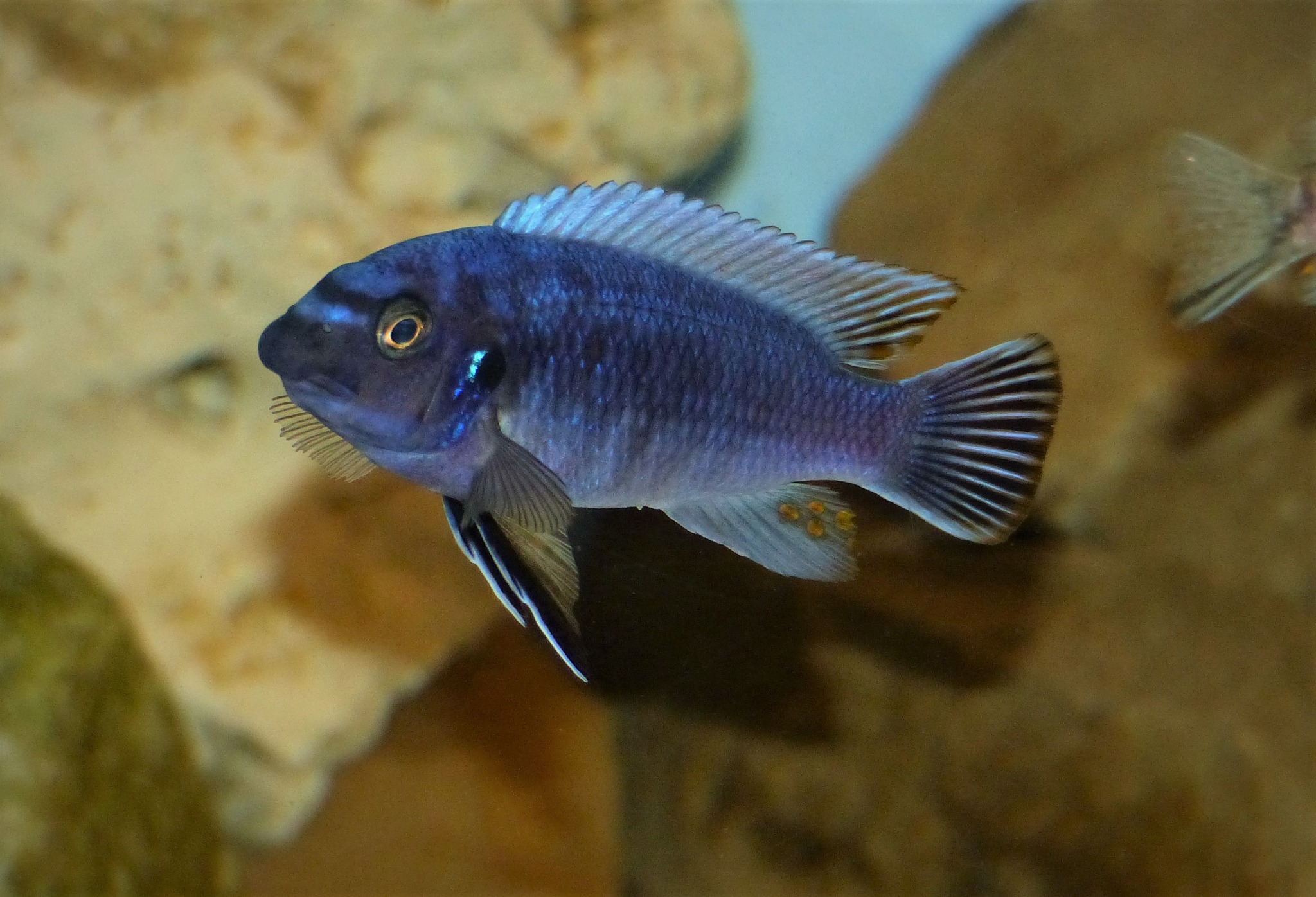 Labeotropheus fuelleborni (Mara Rock)