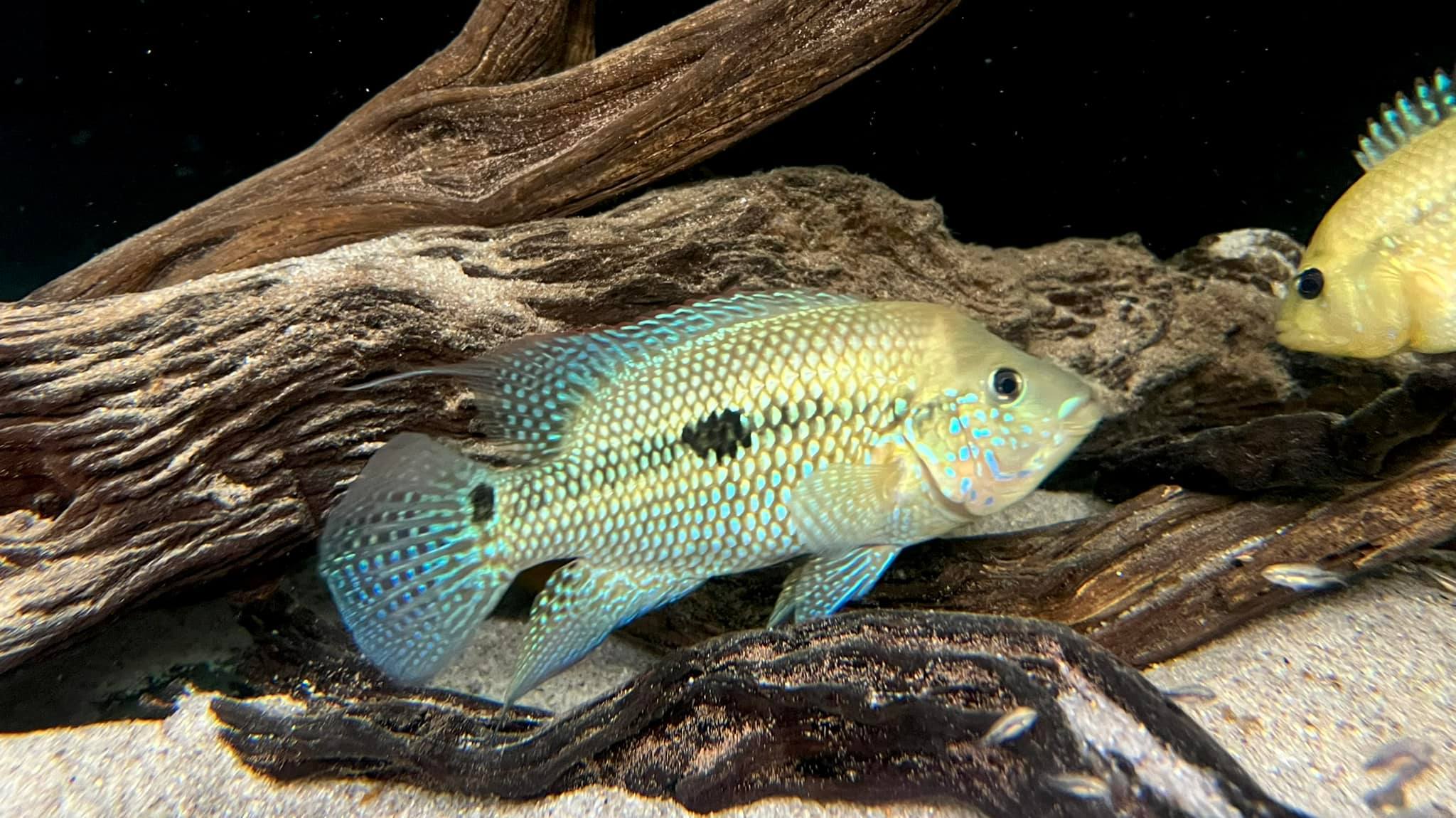 Kronoheros cf. umbriferus ‘Rio Magdelana’ , male