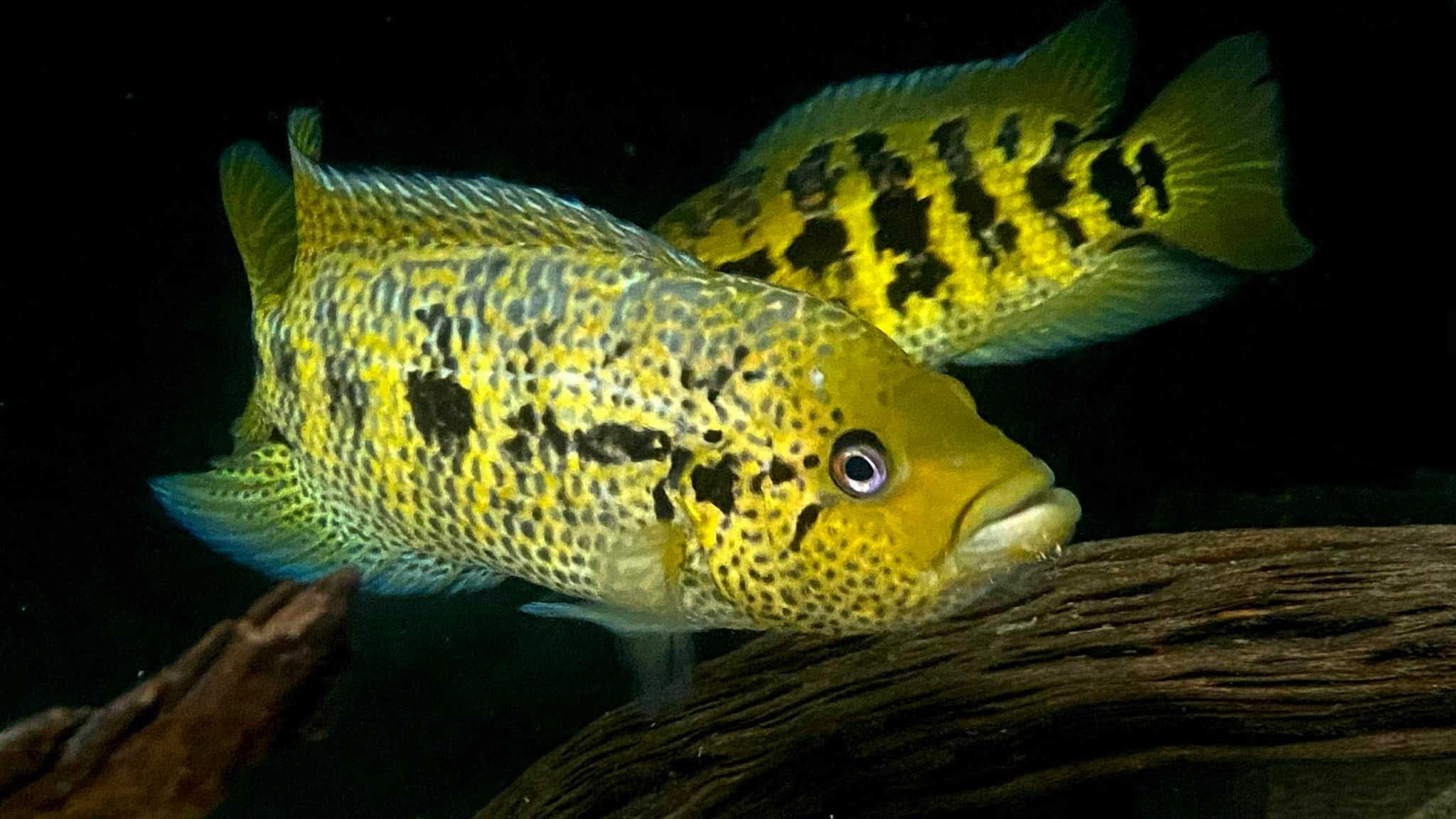 Parachromis multifasciatus pair