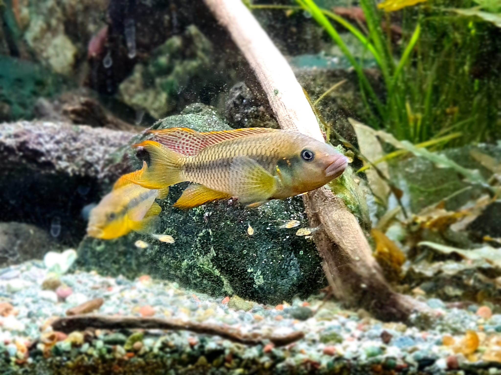 Limbochromis robertsi