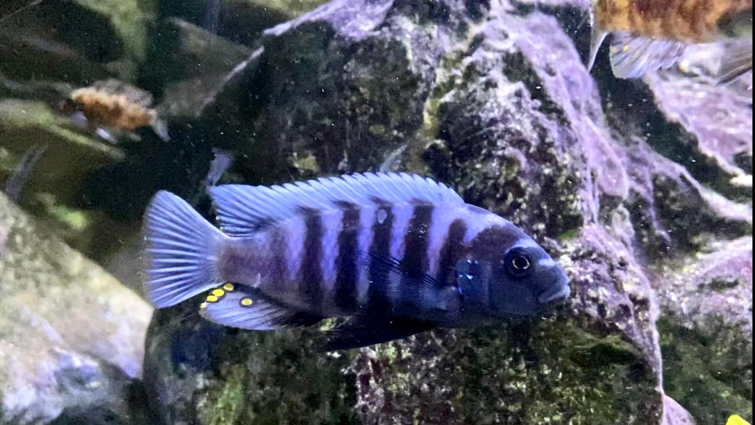 Cynotilapia sp. 'chinyankwazi' Chinyankwazi Island