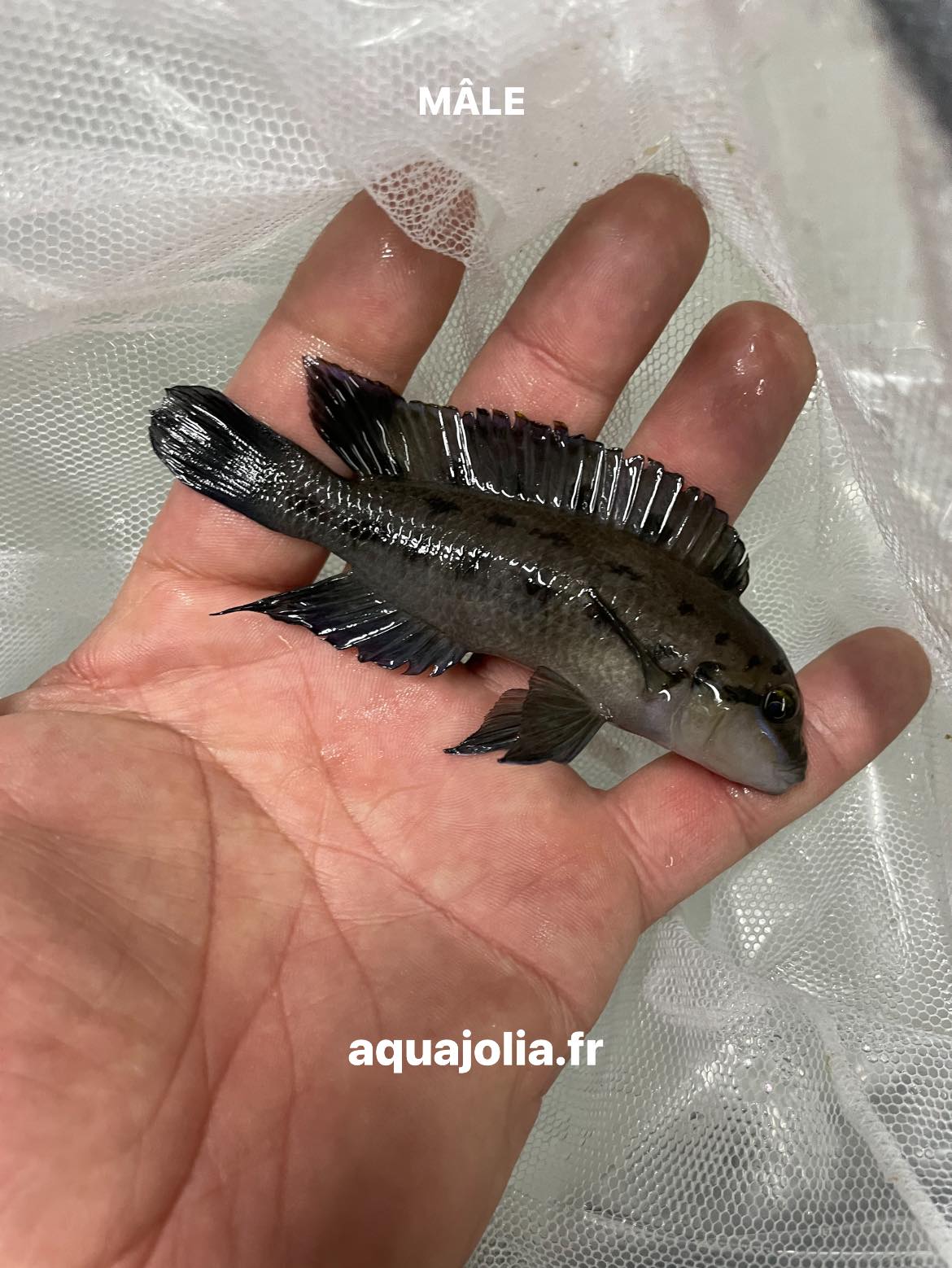 Chalinochromis ndobhoi (Karilani), wild, male