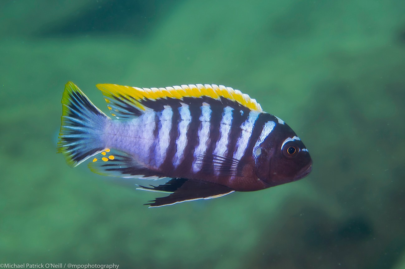 Labidochromis zebroides "Red Top"