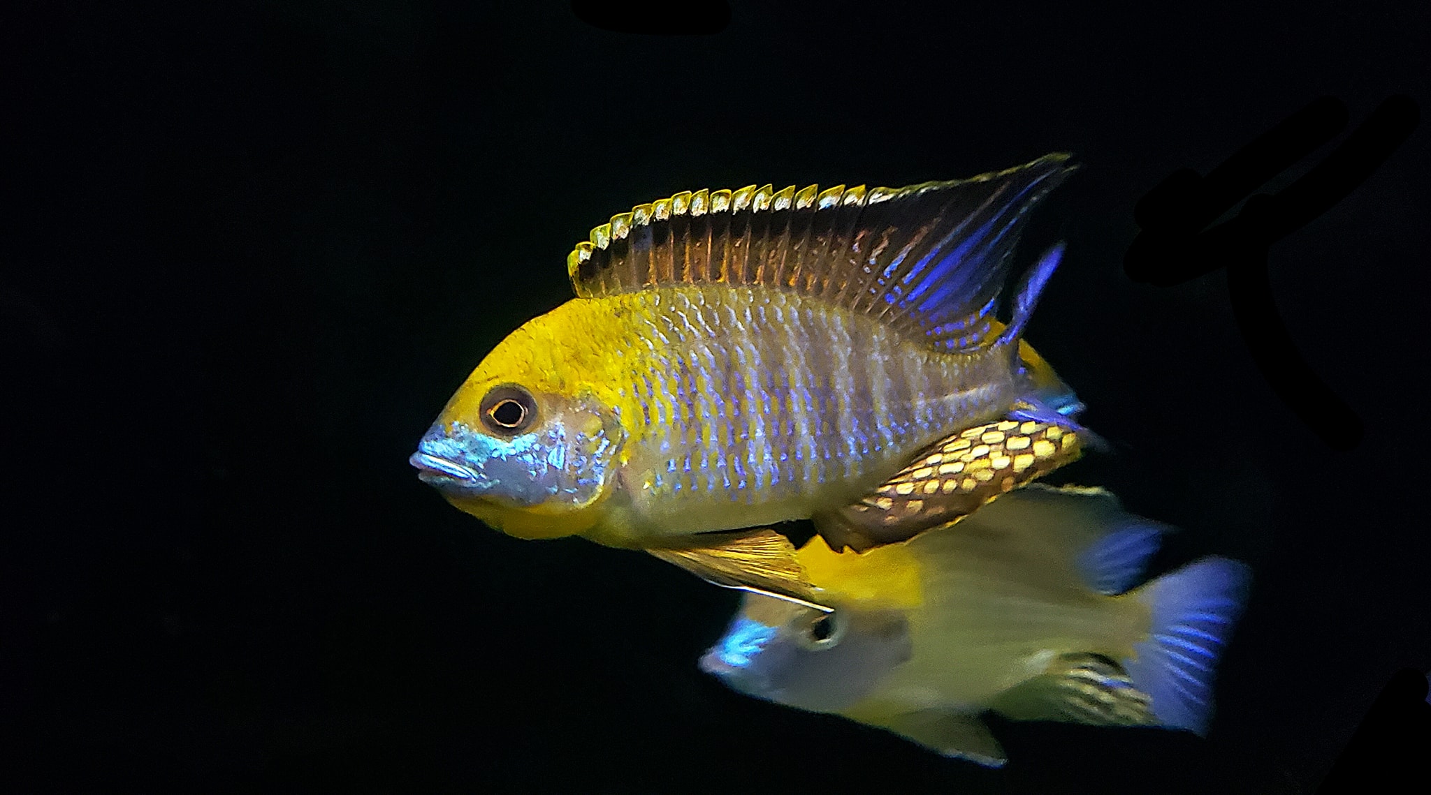 самець Lethrinops sp. "Yellow Collar" (Harbor island)