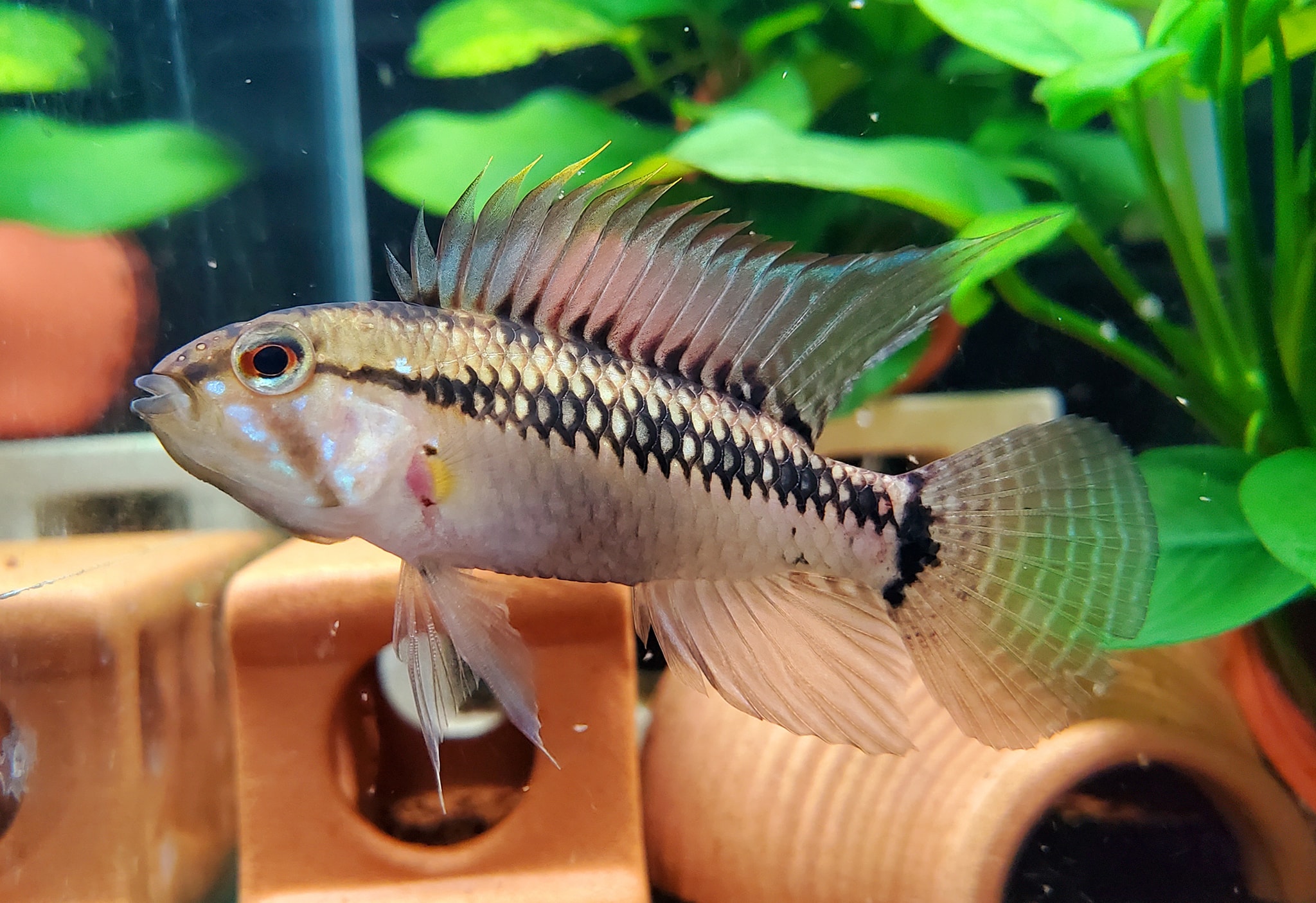 Apistogramma sp. Cuiari 