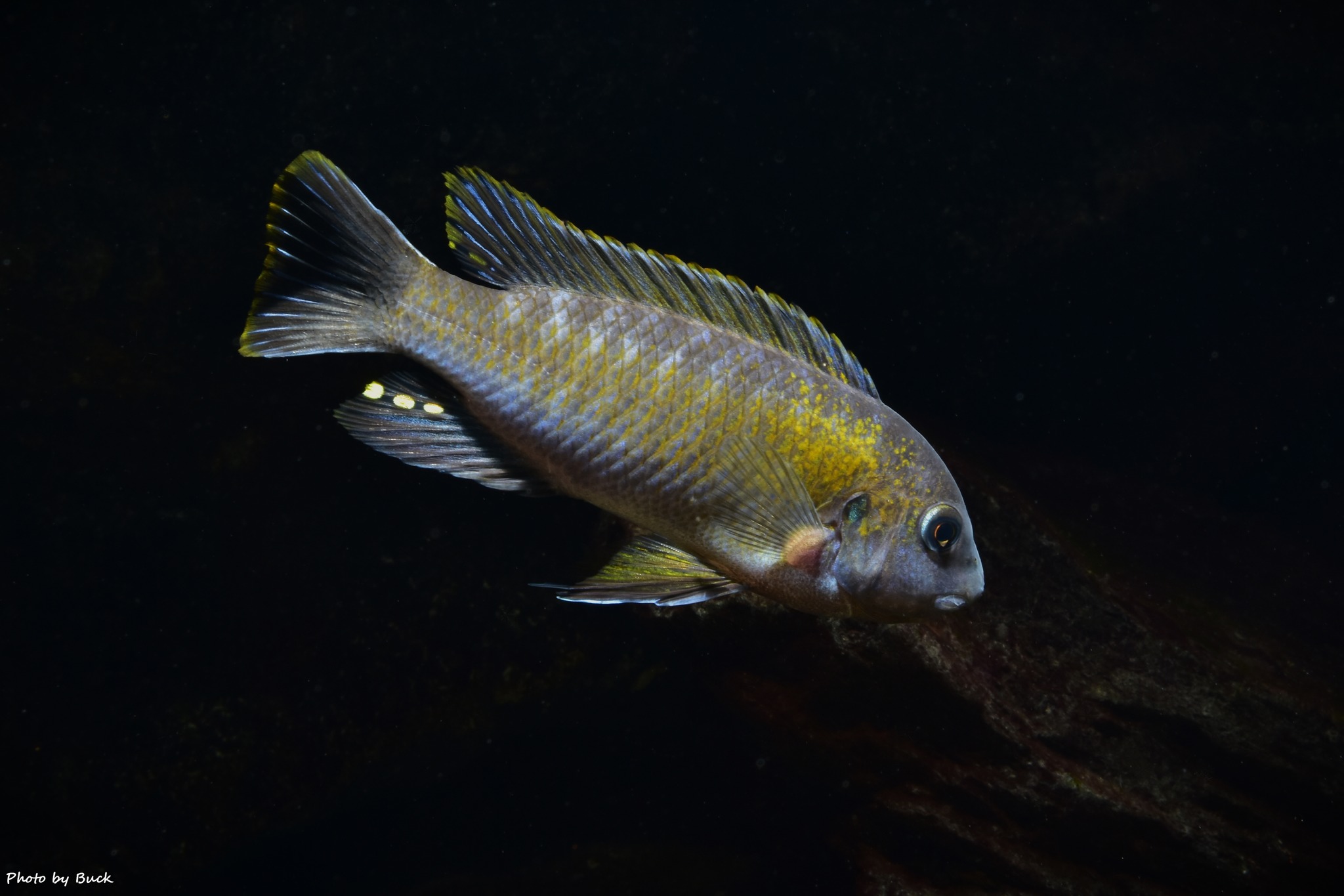 Labeotropheus fuelleborni (Nakantenga)