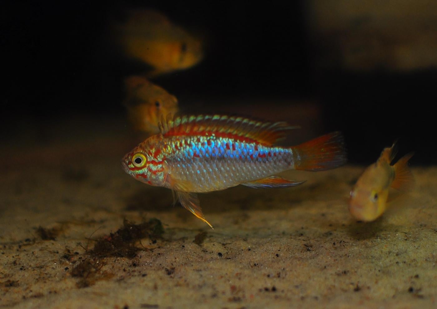 Apistogramma ortegai
