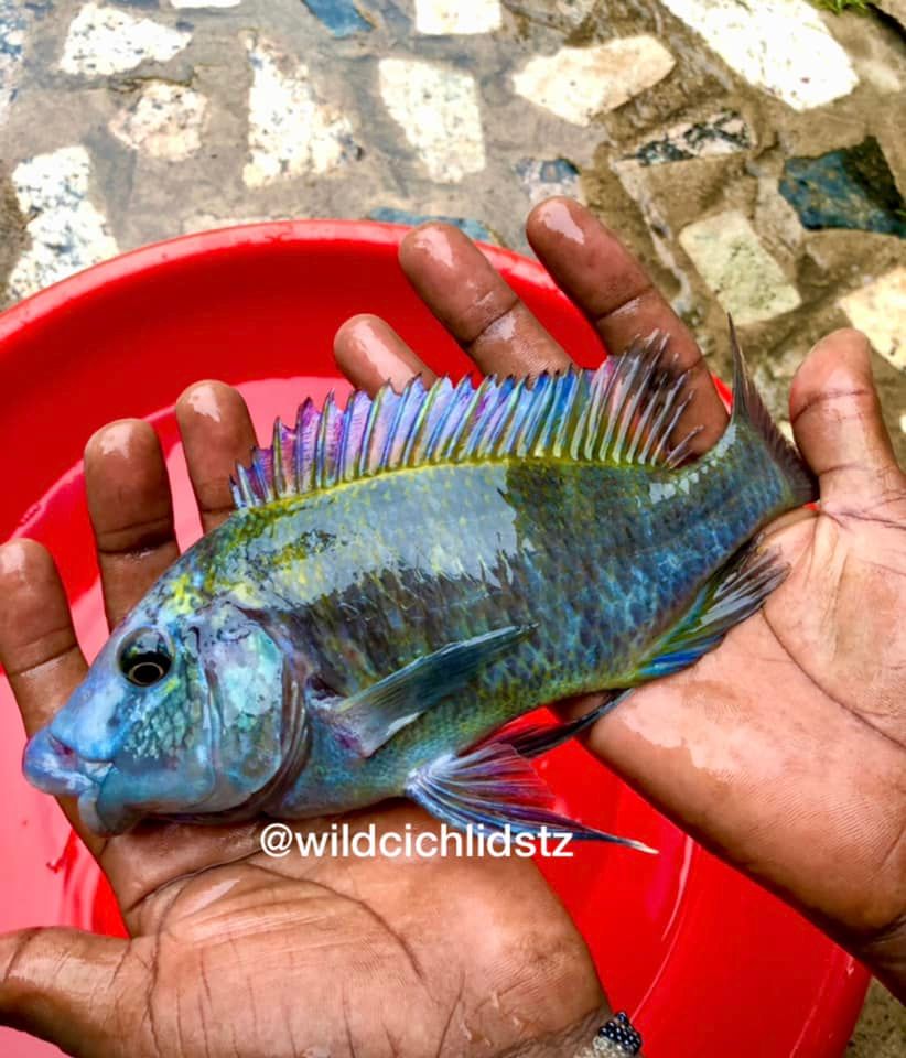 Petrochromis sp. sky blue