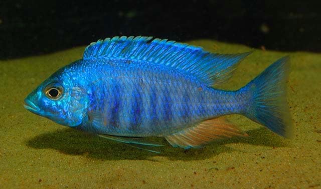 Placidochromis sp. "electra blue"