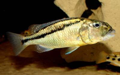 Aristochromis christyi, самиця