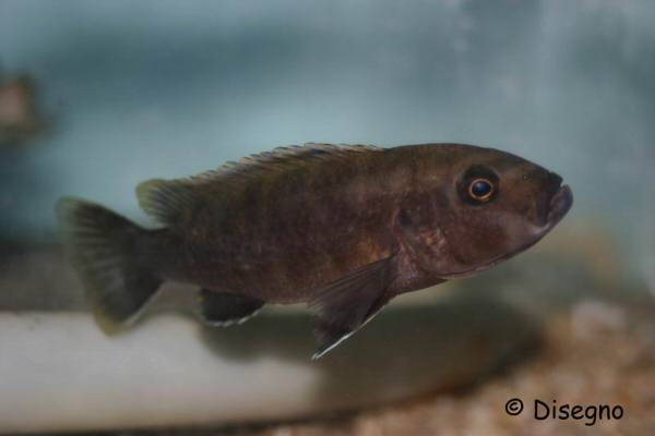 Самиця Genyochromis mento 'Chinyankwazi'