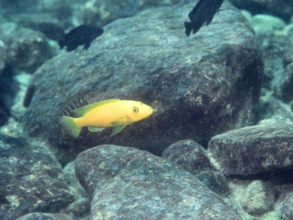 Самиця Genyochromis mento 'Katale'