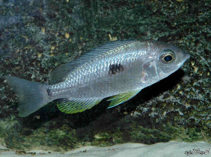 Самиця Copadichromis spec. 'mloto reef Chilumba'