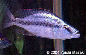 Самиця Dimidiochromis compressiceps
