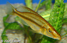 Самиця Dimidiochromis compressiceps 'gold'