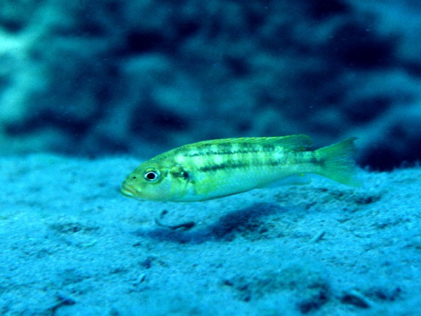 Самиця Genyochromis mento
