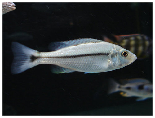 Самиця Dimidiochromis dimidiatus