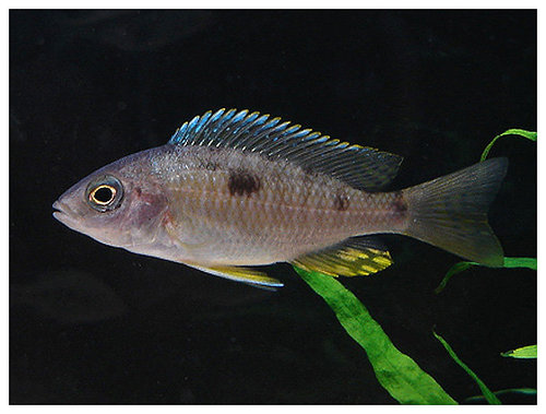 Самиця Copadichromis borleyi 'gold fin'