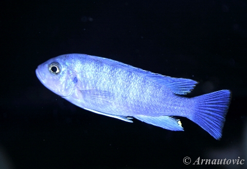 Самиця Cynotilapia spec. 'Gallireya Reef'