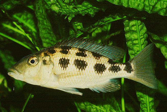 Самиця Fossorochromis rostratus